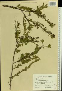 Spiraea crenata subsp. crenata, Восточная Европа, Центральный район (E4) (Россия)
