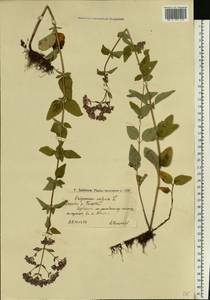 Душица обыкновенная L., Восточная Европа, Нижневолжский район (E9) (Россия)