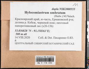 Hylocomiastrum umbratum (Hedw.) M. Fleisch. ex Broth., Гербарий мохообразных, Мхи - Красноярский край, Тыва и Хакасия (B17) (Россия)