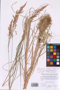 Вейник пурпурный (Trin.) Trin., Восточная Европа, Московская область и Москва (E4a) (Россия)