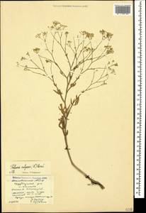 Резак обыкновенный Bernh., Кавказ, Азербайджан (K6) (Азербайджан)