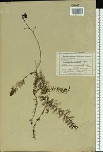 Utricularia ×australis R. Br., Восточная Европа, Белоруссия (E3a) (Белоруссия)