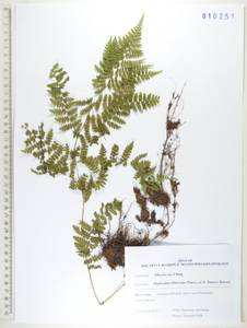 Диплазиум сибирский (Turcz. ex Kunze) Sa.Kurata, Сибирь, Дальний Восток (S6) (Россия)