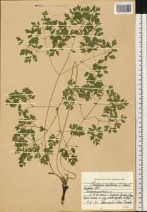 Oreoselinum nigrum Delarbre, Восточная Европа, Средневолжский район (E8) (Россия)