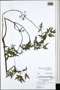 Oreoselinum nigrum Delarbre, Восточная Европа, Центральный район (E4) (Россия)