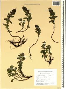 Дубровник обыкновенный L., Крым (KRYM) (Россия)