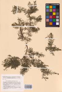 Роголистник крылатый, Восточная Европа, Северо-Украинский район (E11) (Украина)