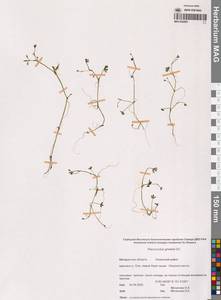 Лютик Гмелина DC., Сибирь, Чукотка и Камчатка (S7) (Россия)