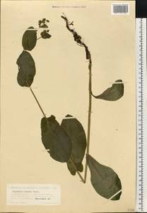 Володушка длиннолистная L., Восточная Европа, Восточный район (E10) (Россия)