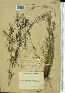 Подмаренник ксерофитный (Klokov) Pobed., Восточная Европа, Ростовская область (E12a) (Россия)