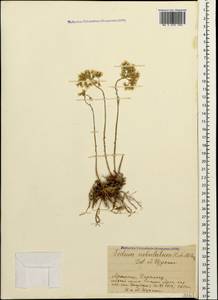 Petrosedum subulatum (C. A. Mey.) Afferni, Кавказ, Армения (K5) (Армения)