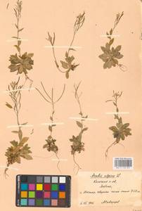 Резуха альпийская L., Восточная Европа, Северный район (E1) (Россия)