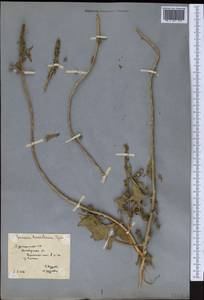 Spinacia oleracea subsp. turkestanica (Iljin) Del Guacchio & P. Caputo, Средняя Азия и Казахстан, Каракумы (M6) (Туркмения)