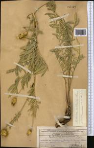 Rhaponticoides ruthenica (Lam.) M.V.Agab. & Greuter, Средняя Азия и Казахстан, Западный Тянь-Шань и Каратау (M3) (Казахстан)