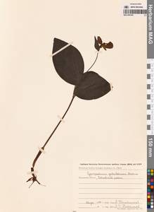 Венерин башмачок Ятабе Makino, Сибирь, Чукотка и Камчатка (S7) (Россия)