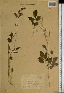 Сердечник крупнолистный Willd., Сибирь, Западная Сибирь (S1) (Россия)