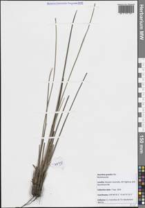 Anarthria gracilis R.Br., Австралия и Океания (AUSTR) (Австралия)