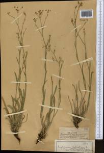 Володушка высокая M.Bieb., Средняя Азия и Казахстан, Джунгарский Алатау и Тарбагатай (M5) (Казахстан)