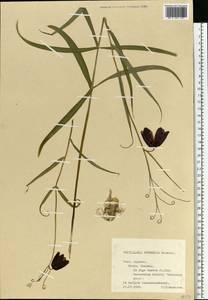 Рябчик русский Wikstr., Восточная Европа, Центральный лесостепной район (E6) (Россия)