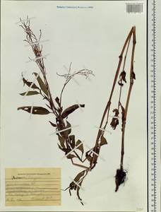 Спорыш, Сибирь, Алтай и Саяны (S2) (Россия)