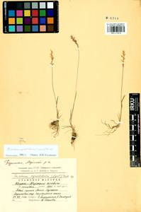 Koeleria subalpestris (Hartm.) Barberá, Quintanar, Soreng & P.M.Peterson, Сибирь, Прибайкалье и Забайкалье (S4) (Россия)