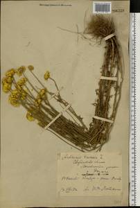 Cota tinctoria subsp. tinctoria, Восточная Европа, Восточный район (E10) (Россия)