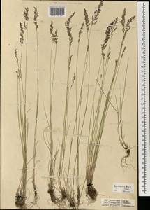 Мятлик разноцветный Besser, Монголия (MONG) (Монголия)