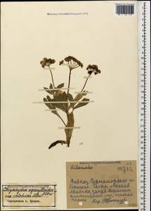 Chymsydia colchica (Albov) Woronow ex Grossheim, Кавказ, Абхазия (K4a) (Абхазия)