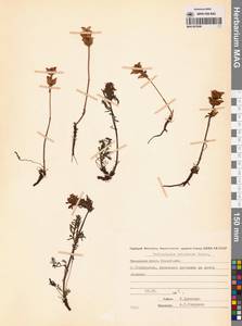 Мытник мохнатоодетый Turcz., Сибирь, Чукотка и Камчатка (S7) (Россия)