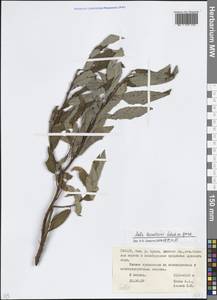 Ива Кузнецова Laksch. ex Goerz, Кавказ, Северная Осетия, Ингушетия и Чечня (K1c) (Россия)