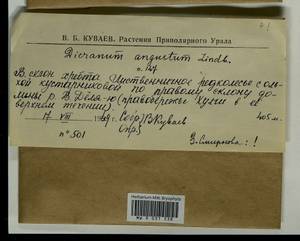 Dicranum angustum Lindb., Гербарий мохообразных, Мхи - Западная Сибирь (включая Алтай) (B15) (Россия)
