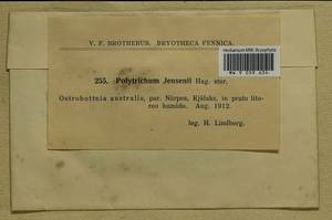 Polytrichum jensenii I. Hagen, Гербарий мохообразных, Мхи - Западная Европа (BEu) (Финляндия)