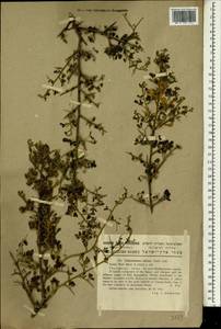 Calicotome villosa (Poir.)Link, Зарубежная Азия (ASIA) (Израиль)