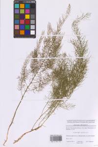 Спаржа лекарственная L., Восточная Европа, Московская область и Москва (E4a) (Россия)