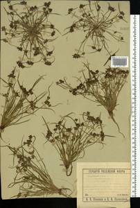 Сыть бурая L., Восточная Европа, Средневолжский район (E8) (Россия)