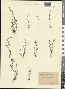 Вероника весенняя L., Восточная Европа, Московская область и Москва (E4a) (Россия)