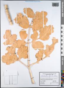 Haussknechtia elymaitica Boiss., Зарубежная Азия (ASIA) (Иран)