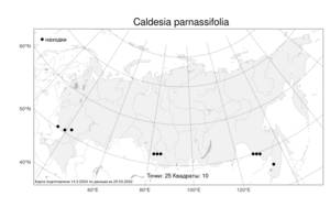 Caldesia parnassifolia, Кальдезия белозоролистная (Bassi) Parl., Атлас флоры России (FLORUS) (Россия)
