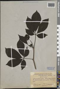 Элеутерококк колючий (Rupr. & Maxim.) Maxim., Сибирь, Дальний Восток (S6) (Россия)