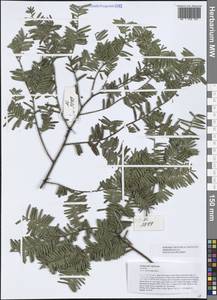 Taxus wallichiana Zucc., Зарубежная Азия (ASIA) (Вьетнам)