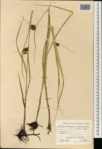 Клубнекамыш плоскостебельный (F.Schmidt) T.V.Egorova, Монголия (MONG) (Монголия)