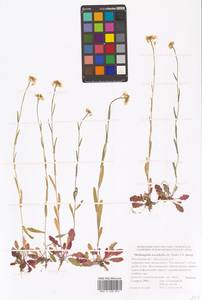 Резуховидка стрелолистная (M.Bieb.) Al-Shehbaz, O'Kane & R.A.Price, Восточная Европа, Ростовская область (E12a) (Россия)