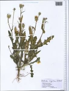 Reichardia tingitana (L.) Roth, Зарубежная Азия (ASIA) (Израиль)