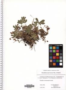 Potentilla cinerea subsp. incana (G. Gaertn., B. Mey. & Scherb.) Asch., Восточная Европа, Средневолжский район (E8) (Россия)