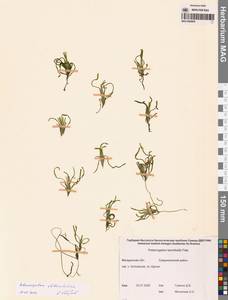 Рдест туполистный Mert. & W.D.J.Koch, Сибирь, Чукотка и Камчатка (S7) (Россия)