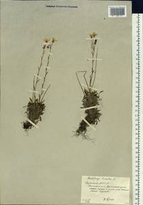 Камнеломка болотная L., Сибирь, Якутия (S5) (Россия)