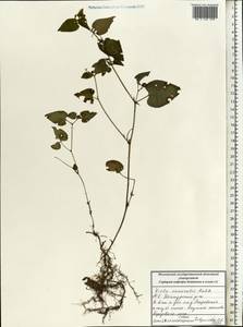 Фиалка Руппа All., Восточная Европа, Московская область и Москва (E4a) (Россия)