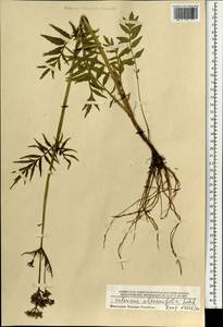 Валериана лекарственная L., Монголия (MONG) (Монголия)