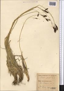 Carex nivalis Boott, Средняя Азия и Казахстан, Памир и Памиро-Алай (M2) (Таджикистан)