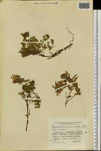 Змееголовник дланевидный Steph. ex Willd., Сибирь, Чукотка и Камчатка (S7) (Россия)